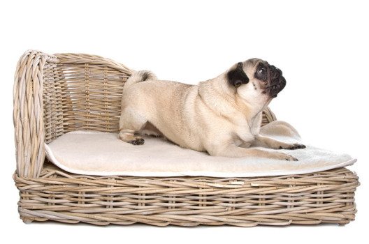 Auch Hunde freuen sich über einen festen eigenen Schlafplatz. (Bild: Erik Lam / Shutterstock.com)