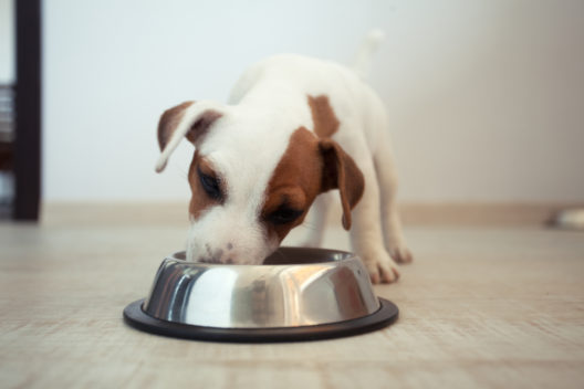 Mit dem richtigen Futter bleibt der Hund gesund. (Bild: Gladskikh Tatiana - shutterstock.com)