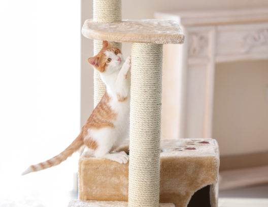 Die Katze mit einem Kratzbaum glücklich machen (Bild: Africa Studio - shutterstock.com)